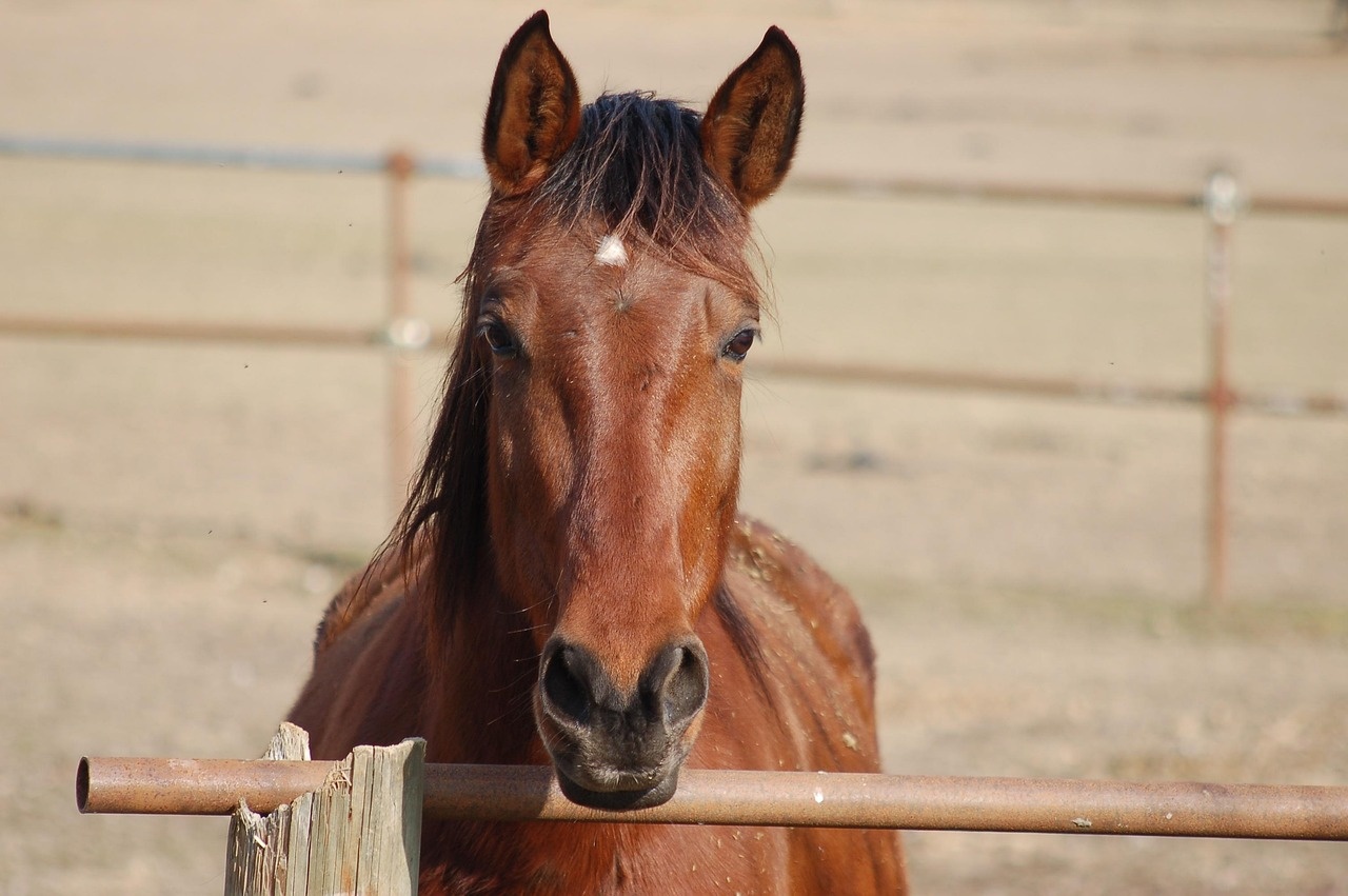 Horse racing betting guide